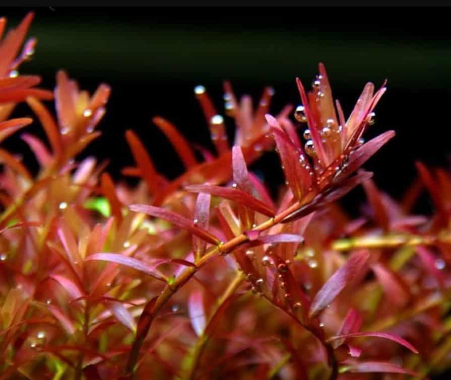 Rotala Colorata 'Pink flush' - The Nature Gallery