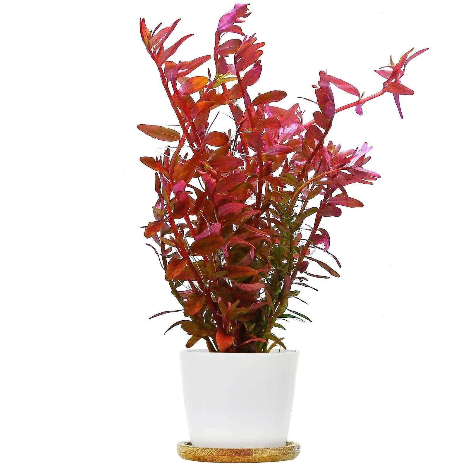 Rotala Colorata 'Pink flush' - The Nature Gallery