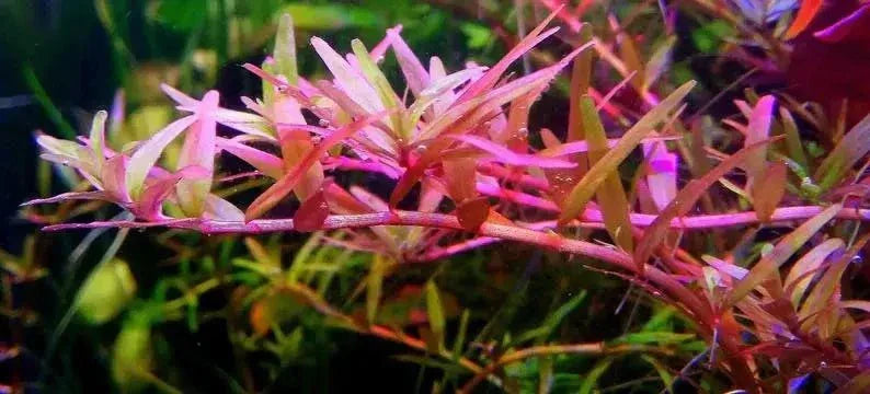 Rotala Colorata 'Pink flush' - The Nature Gallery