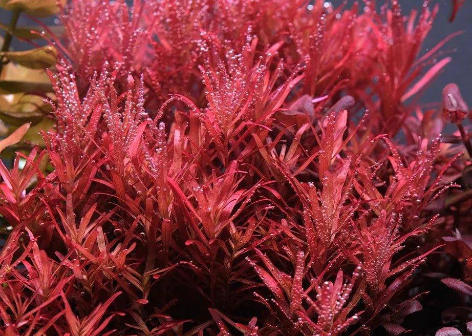 Rotala Colorata 'Pink flush' - The Nature Gallery