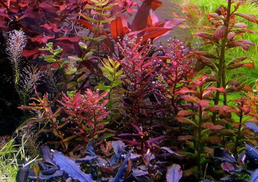 Rotala Mini Butterfly (Super Rare).