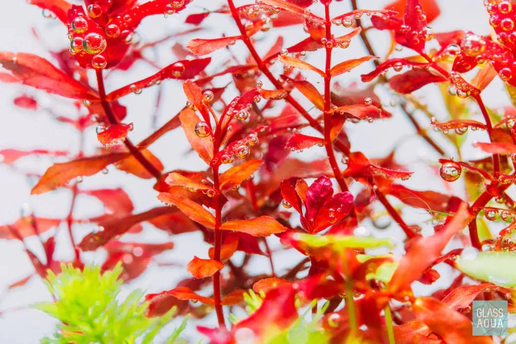 Rotala Mini Butterfly (Super Rare).