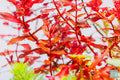 Rotala Mini Butterfly (Super Rare).
