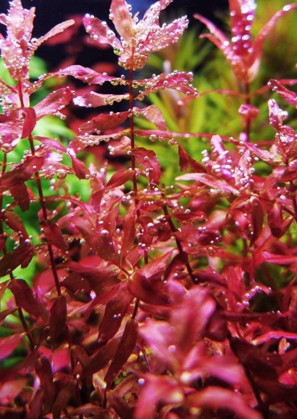 Rotala Mini Butterfly (Super Rare).