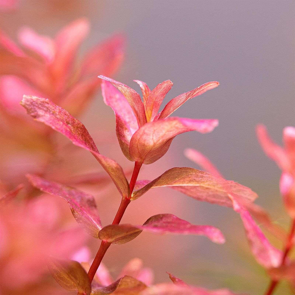 Rotala Mini Butterfly (Super Rare).