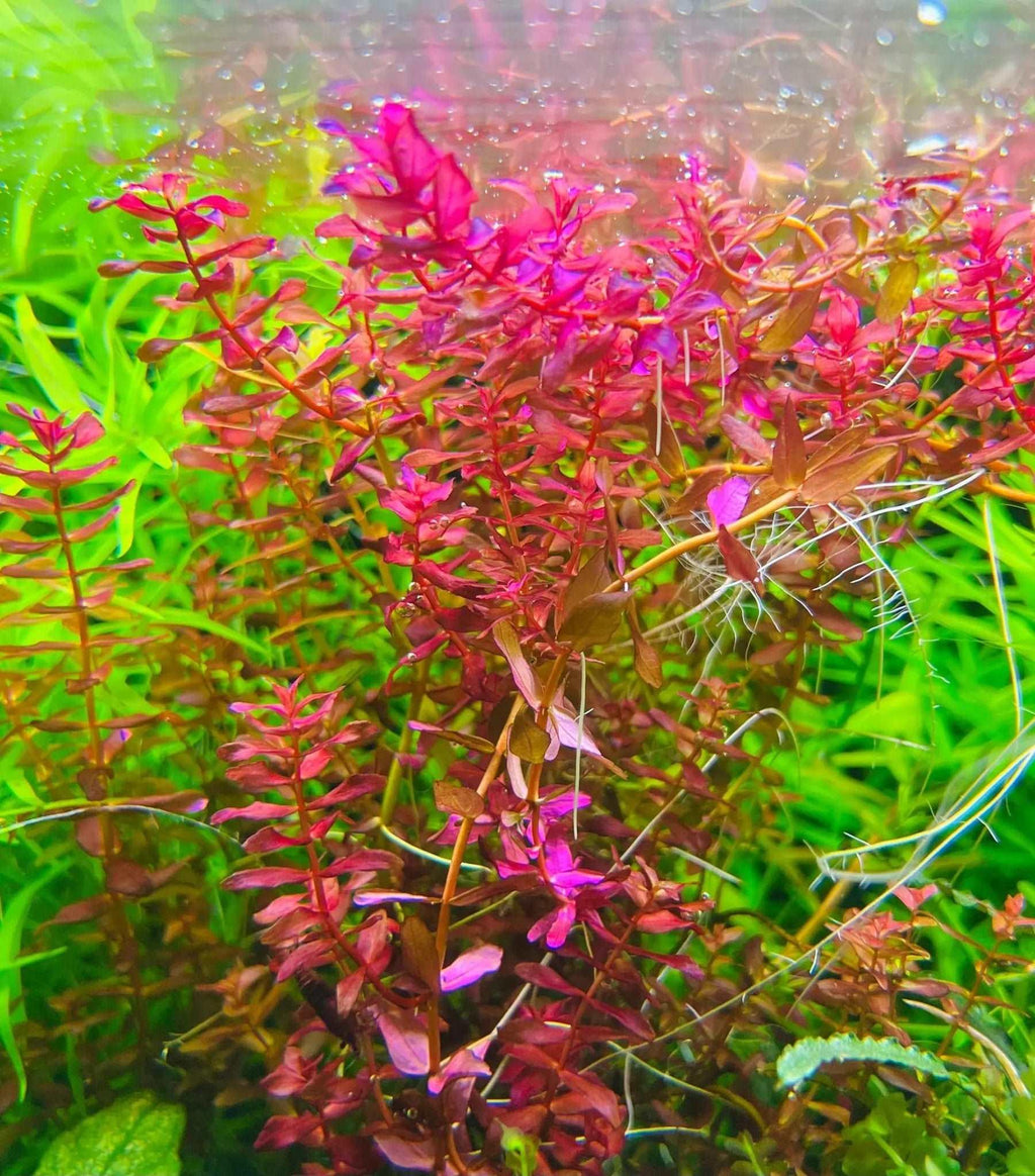 Rotala Mini Butterfly (Super Rare).