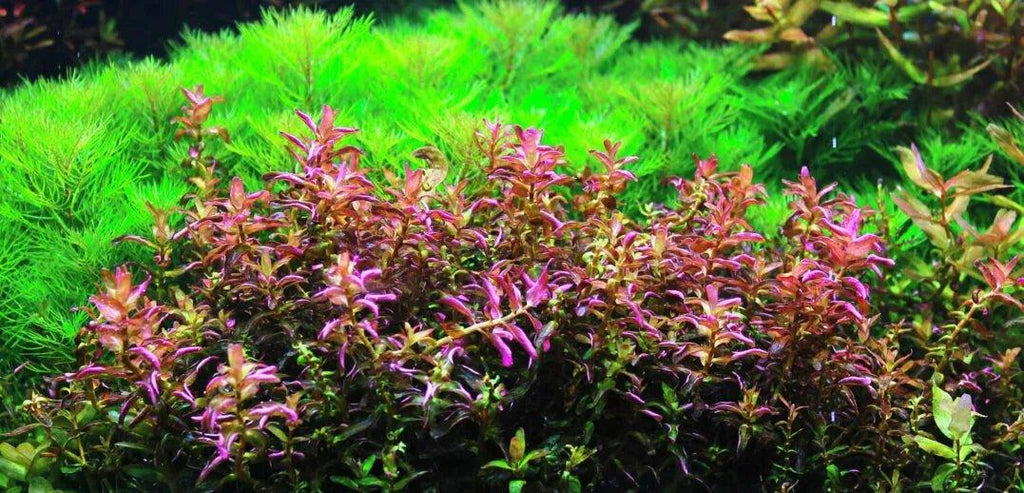 Rotala Pearl 'Type 2' (Rare).
