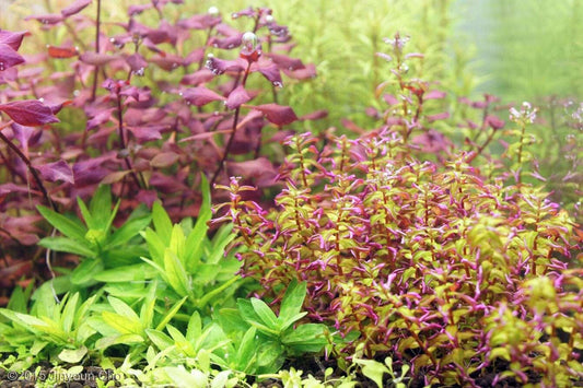 Rotala Pearl 'Type 2' (Rare).