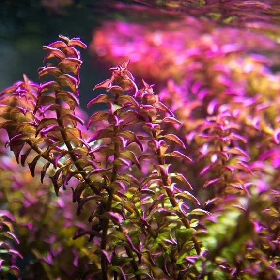 Rotala Pearl 'Type 2' (Rare).