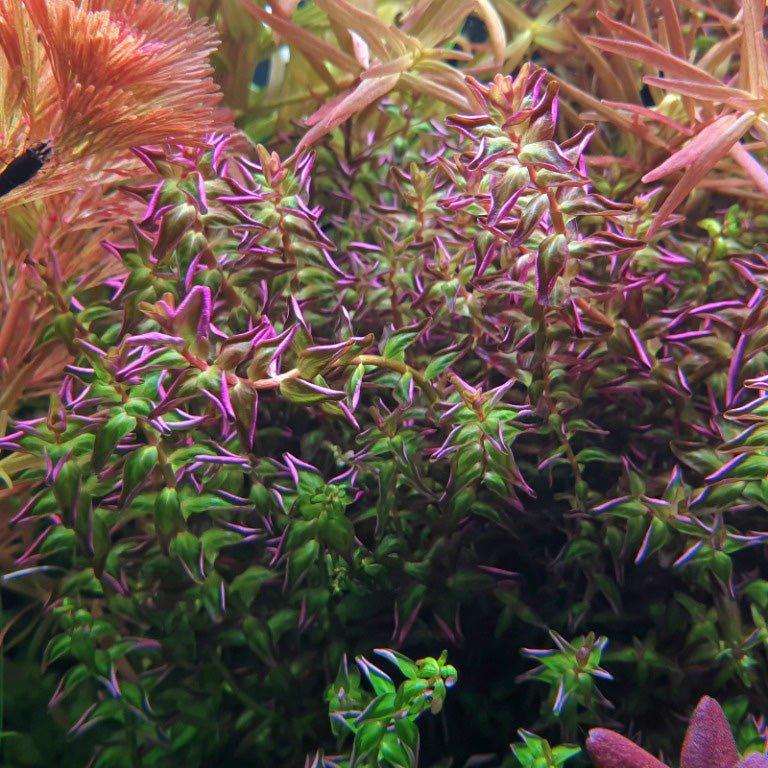 Rotala Pearl 'Type 2' (Rare).
