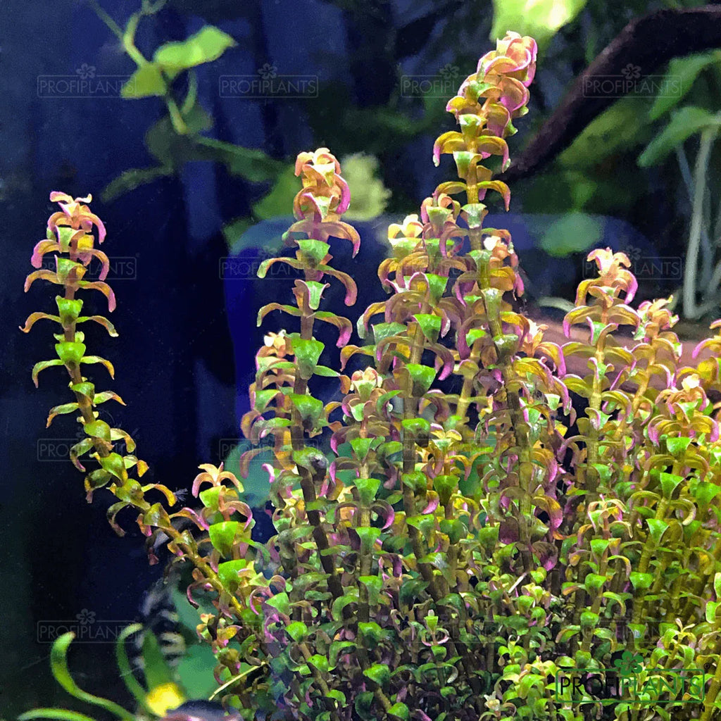 Rotala Pearl 'Type 2' (Rare).