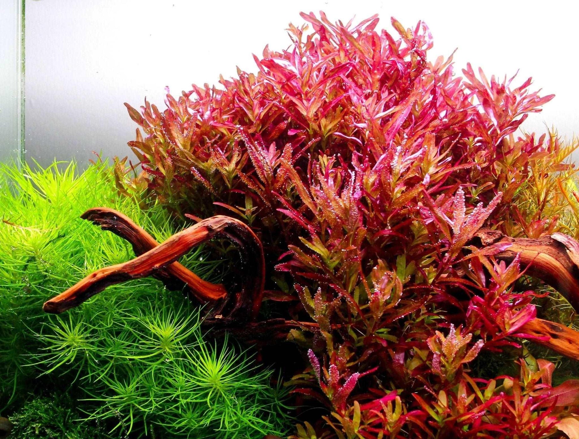 Rotala rotundifolia 'Blood Red' *SG*.