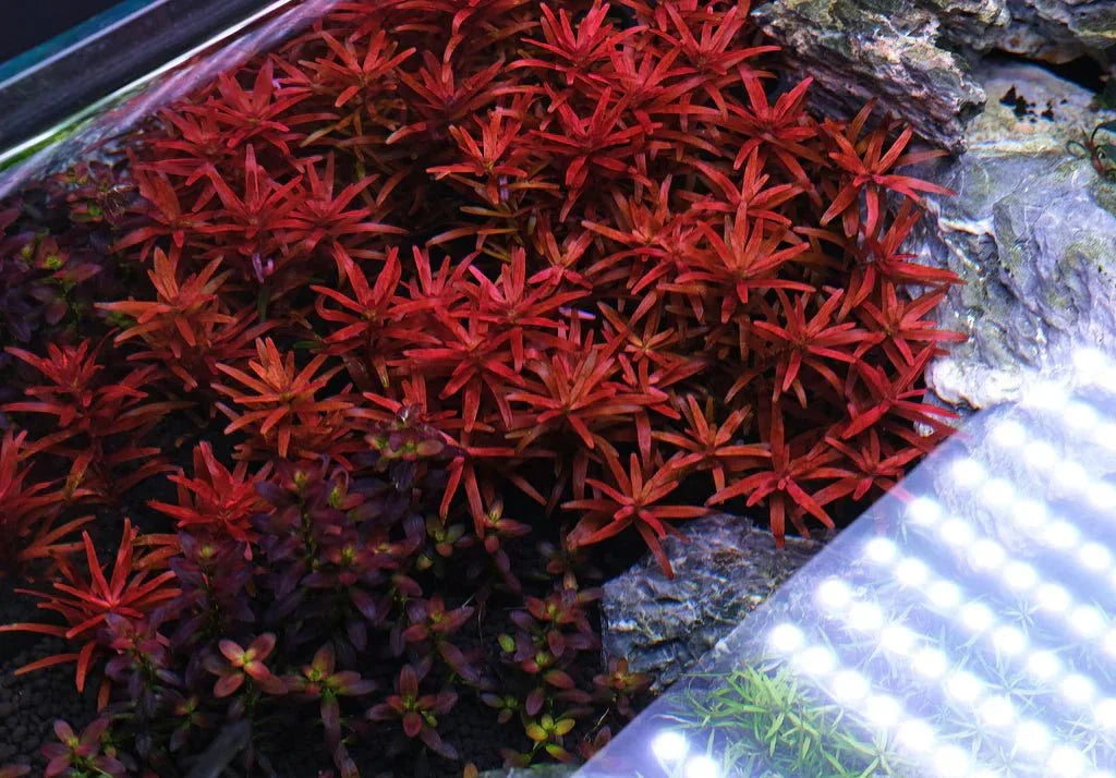 Rotala rotundifolia 'Blood Red' *SG*.