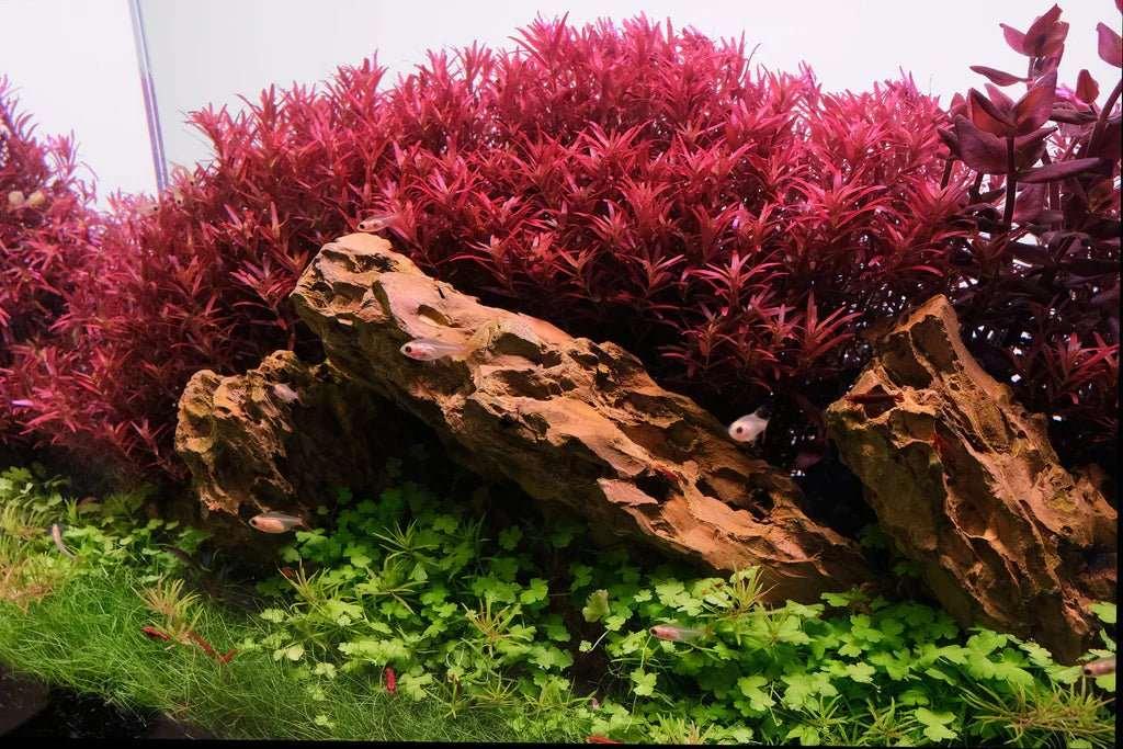 Rotala rotundifolia 'Blood Red' *SG*.