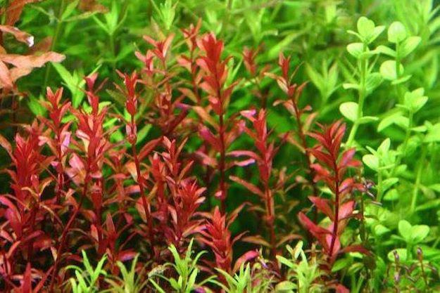 Rotala rotundifolia 'Blood Red' *SG*.