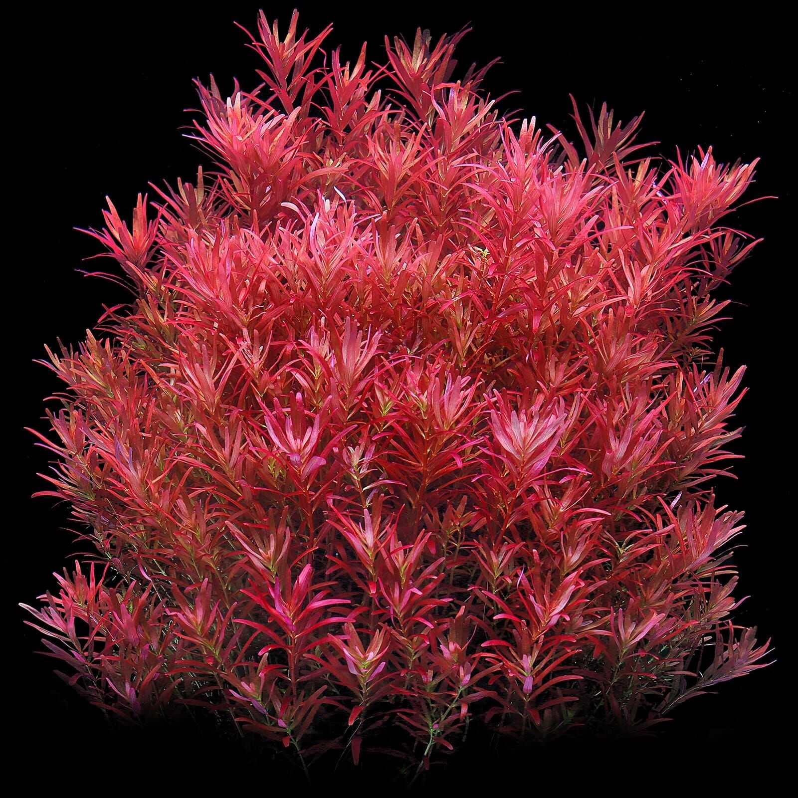 Rotala rotundifolia 'Blood Red' *SG*.