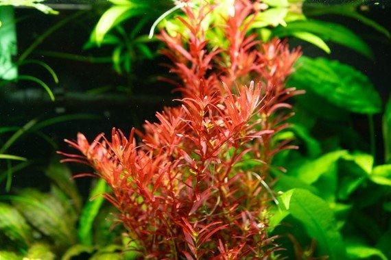 Rotala rotundifolia 'Blood Red' *SG*.