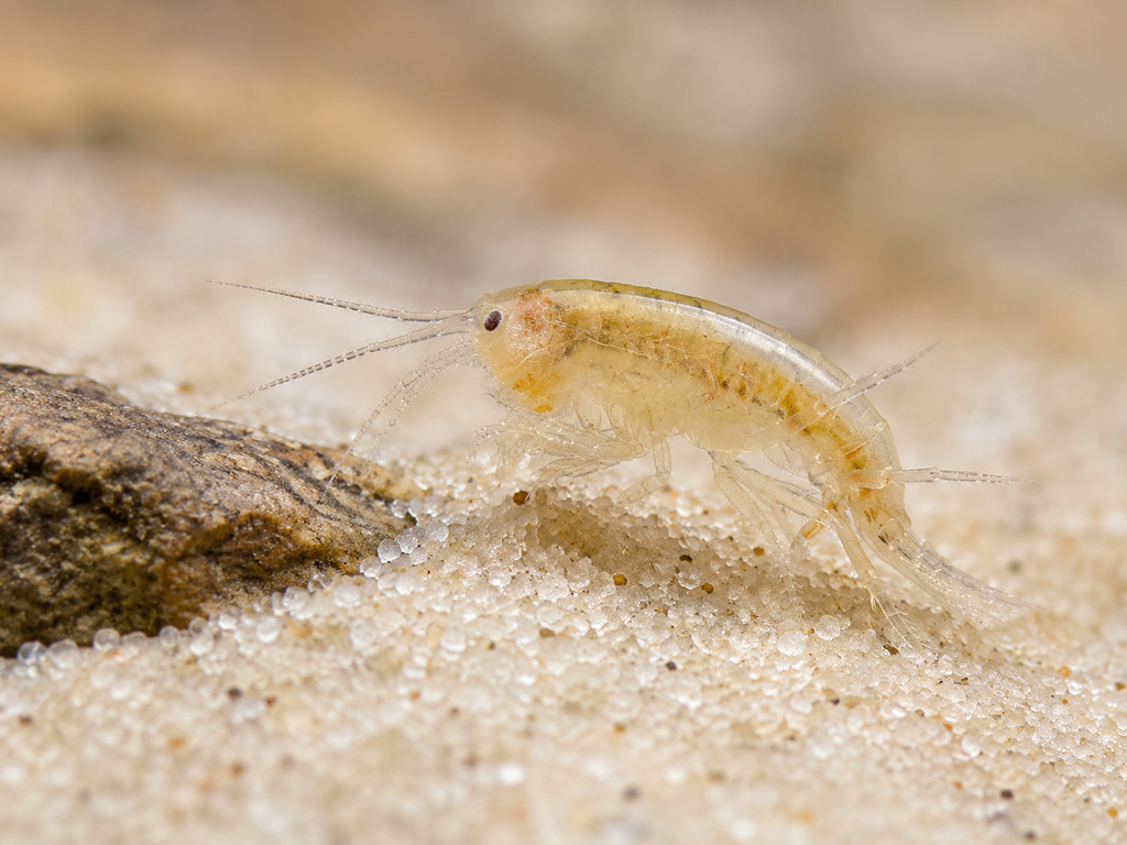 25 Pack of Scuds (Amphipods).