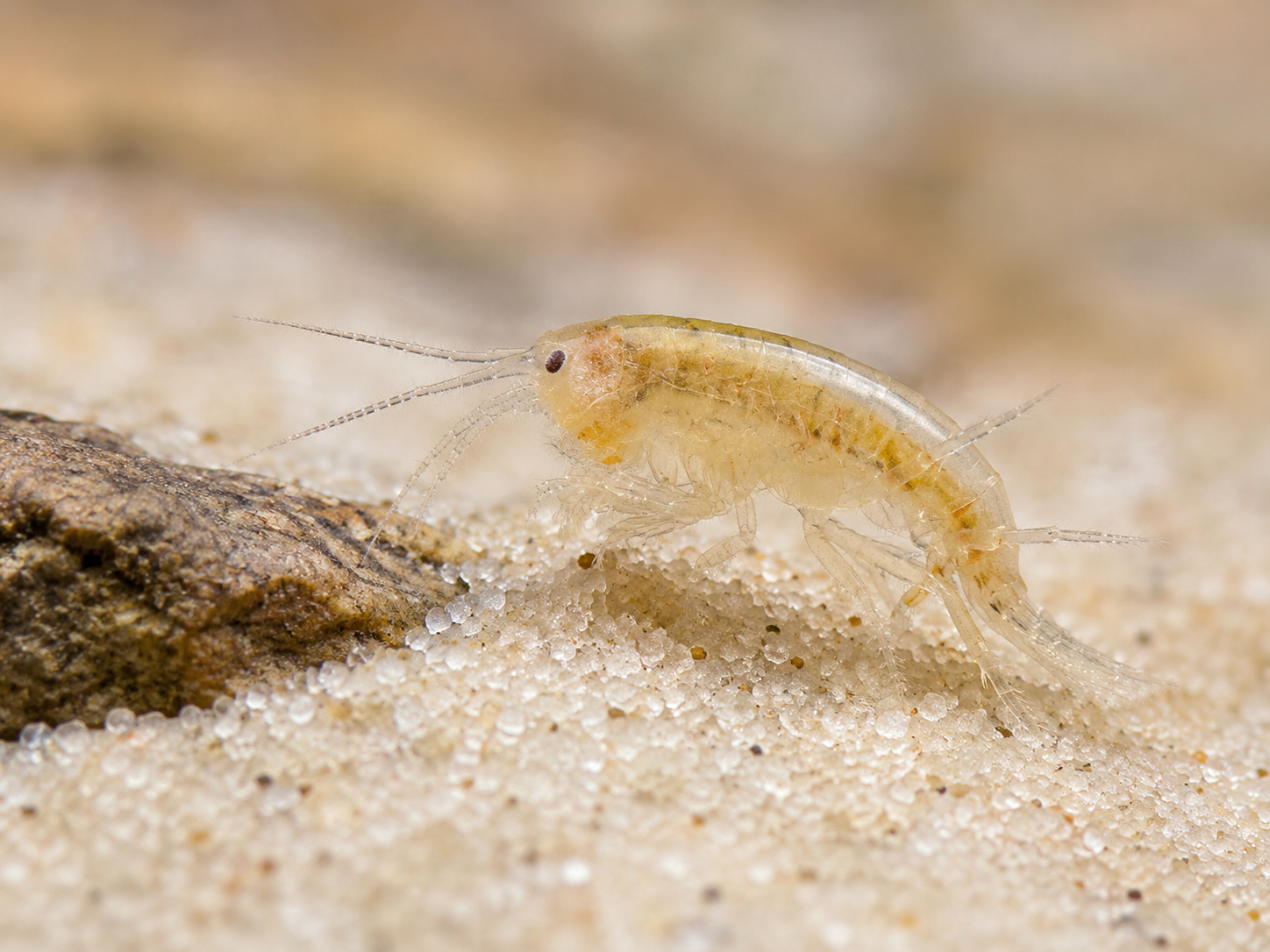 25 Pack of Scuds (Amphipods).