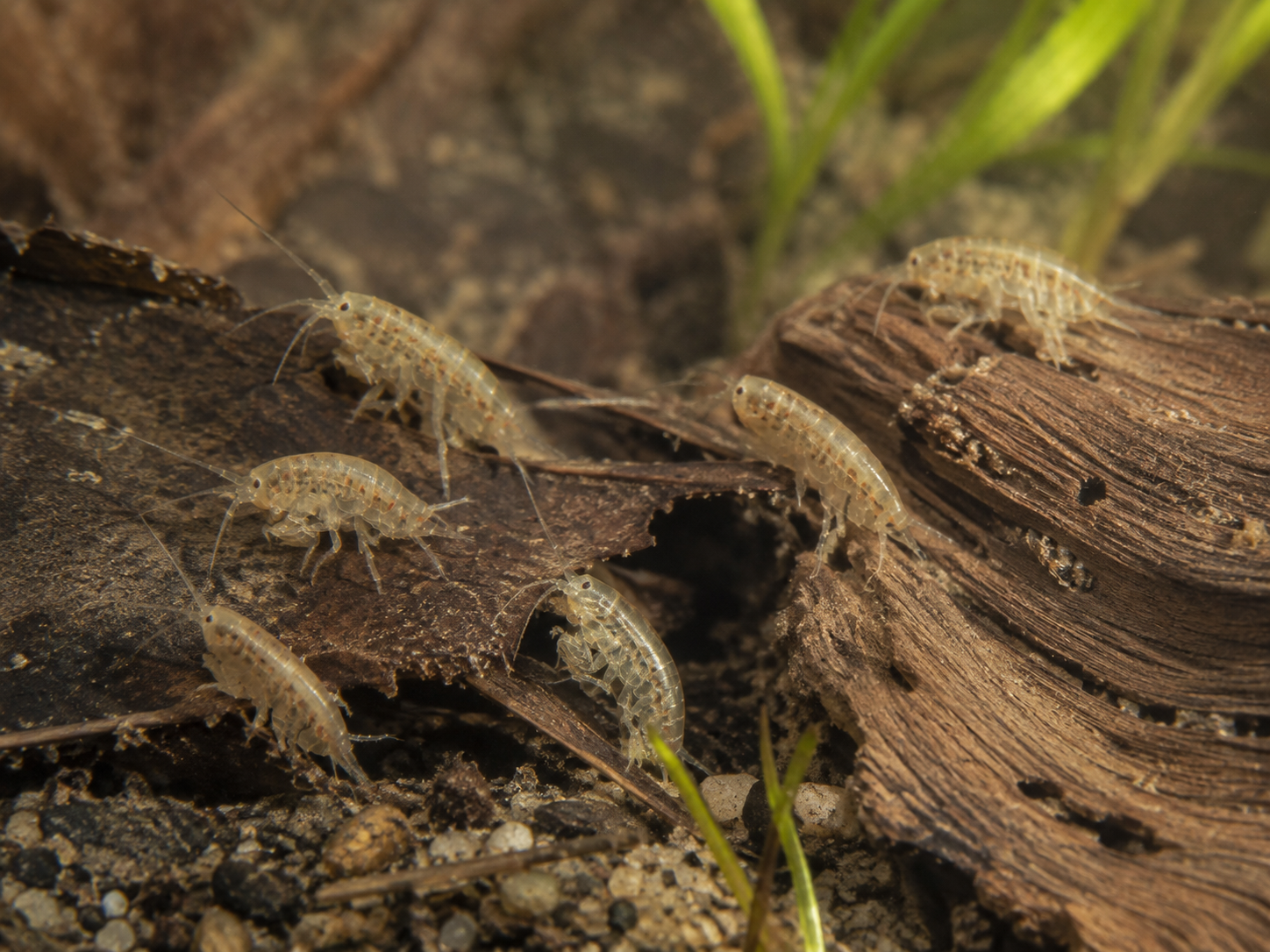 25 Pack of Scuds (Amphipods).