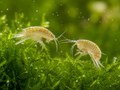 25 Pack of Scuds (Amphipods).
