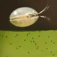 Seed Shrimp Culture.