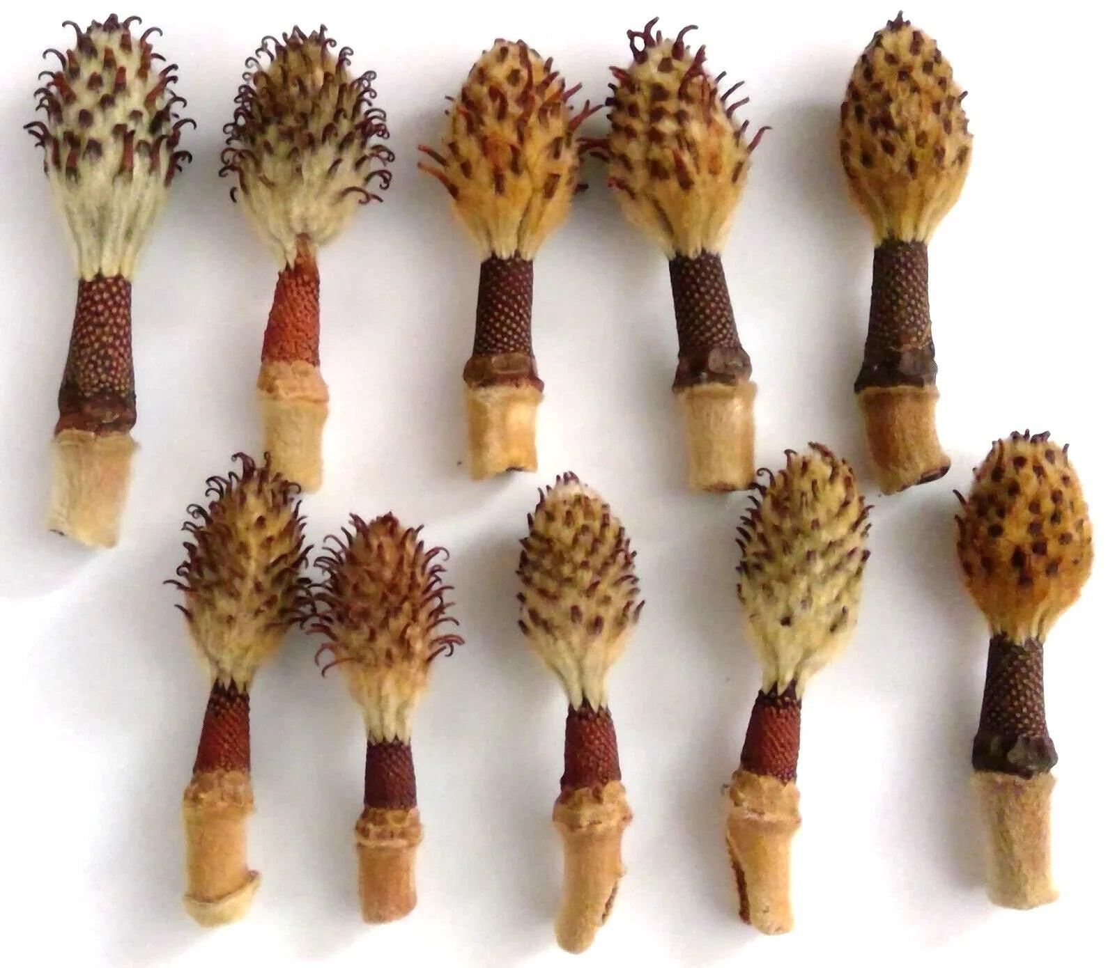 Magnolia Seed Pods *Small* (Pack of 10).