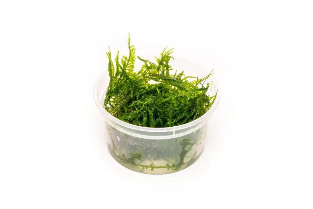 Spiky Moss (Rare).