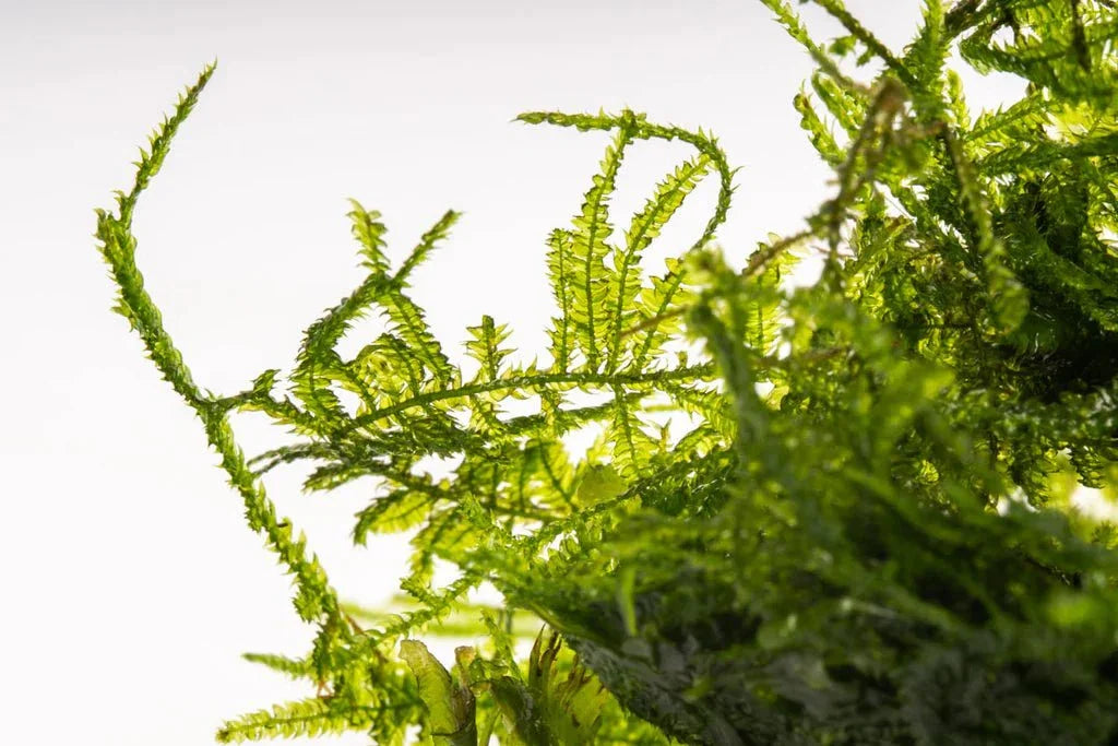Spiky Moss (Rare).