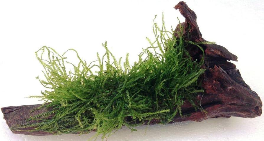 Spiky Moss (Rare).