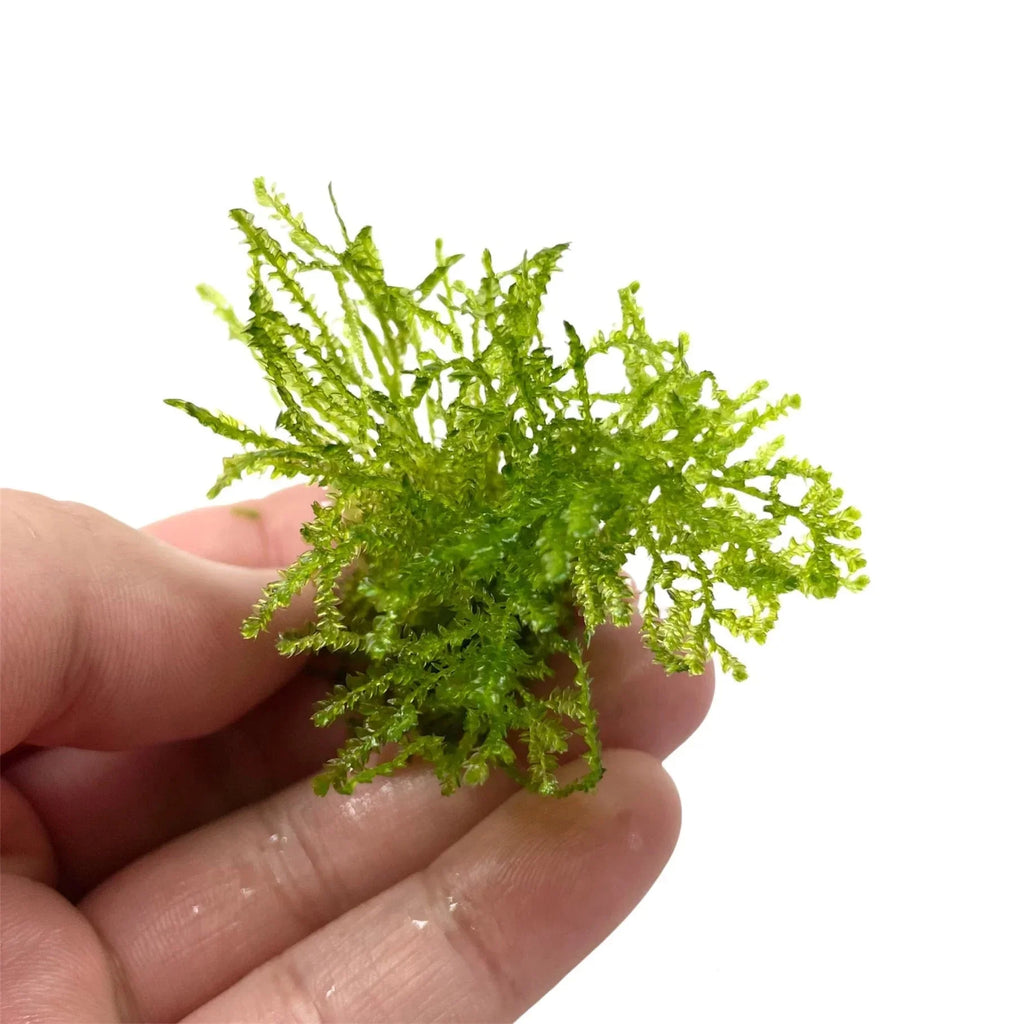 Spiky Moss (Rare).