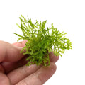 Spiky Moss (Rare).