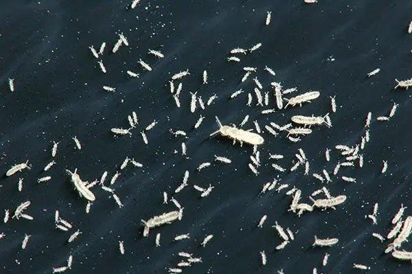 Springtail Culture.