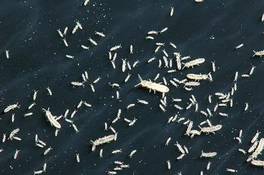 Springtail Culture.