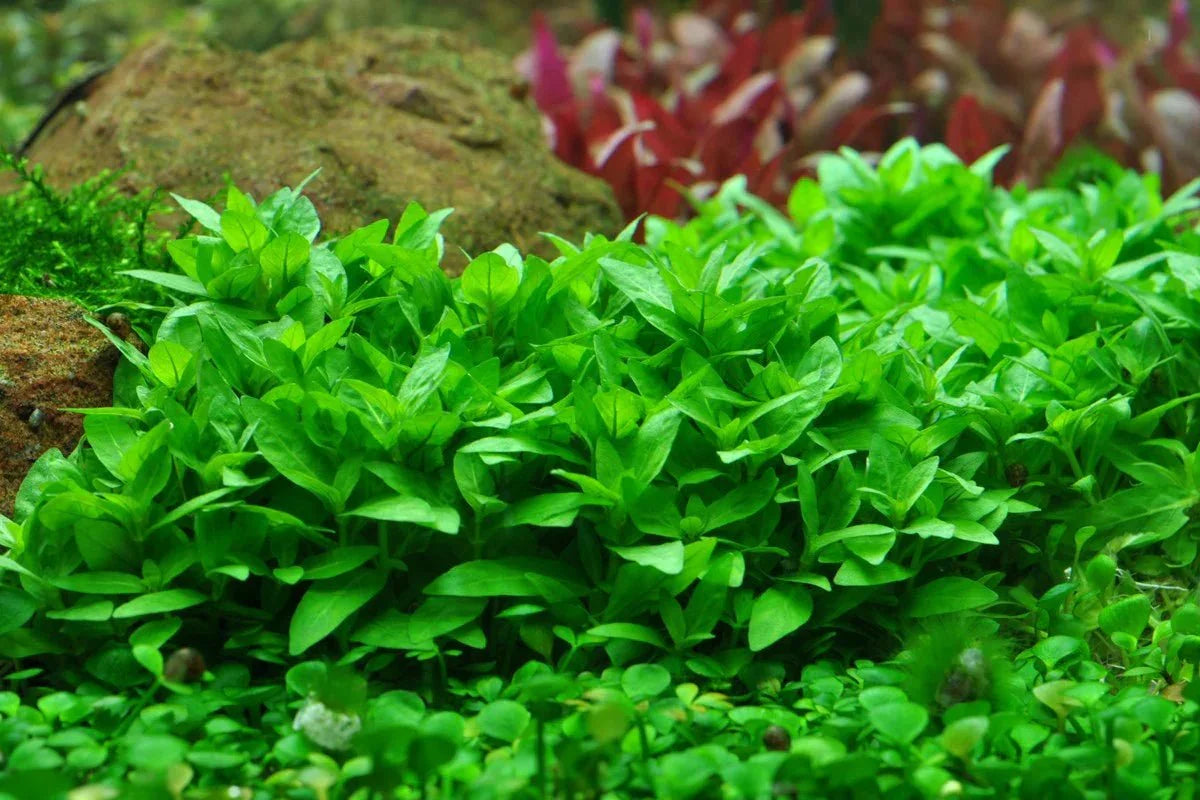 Staurogyne Repens.