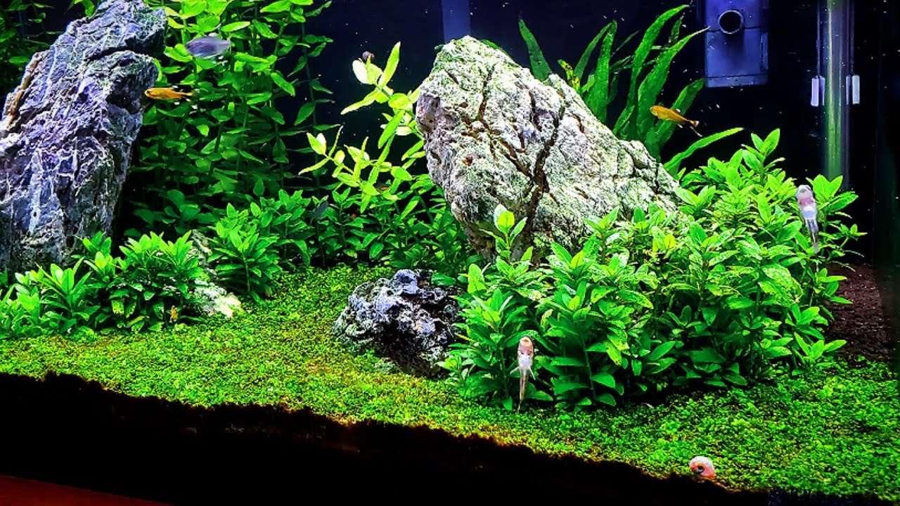 Staurogyne Repens.
