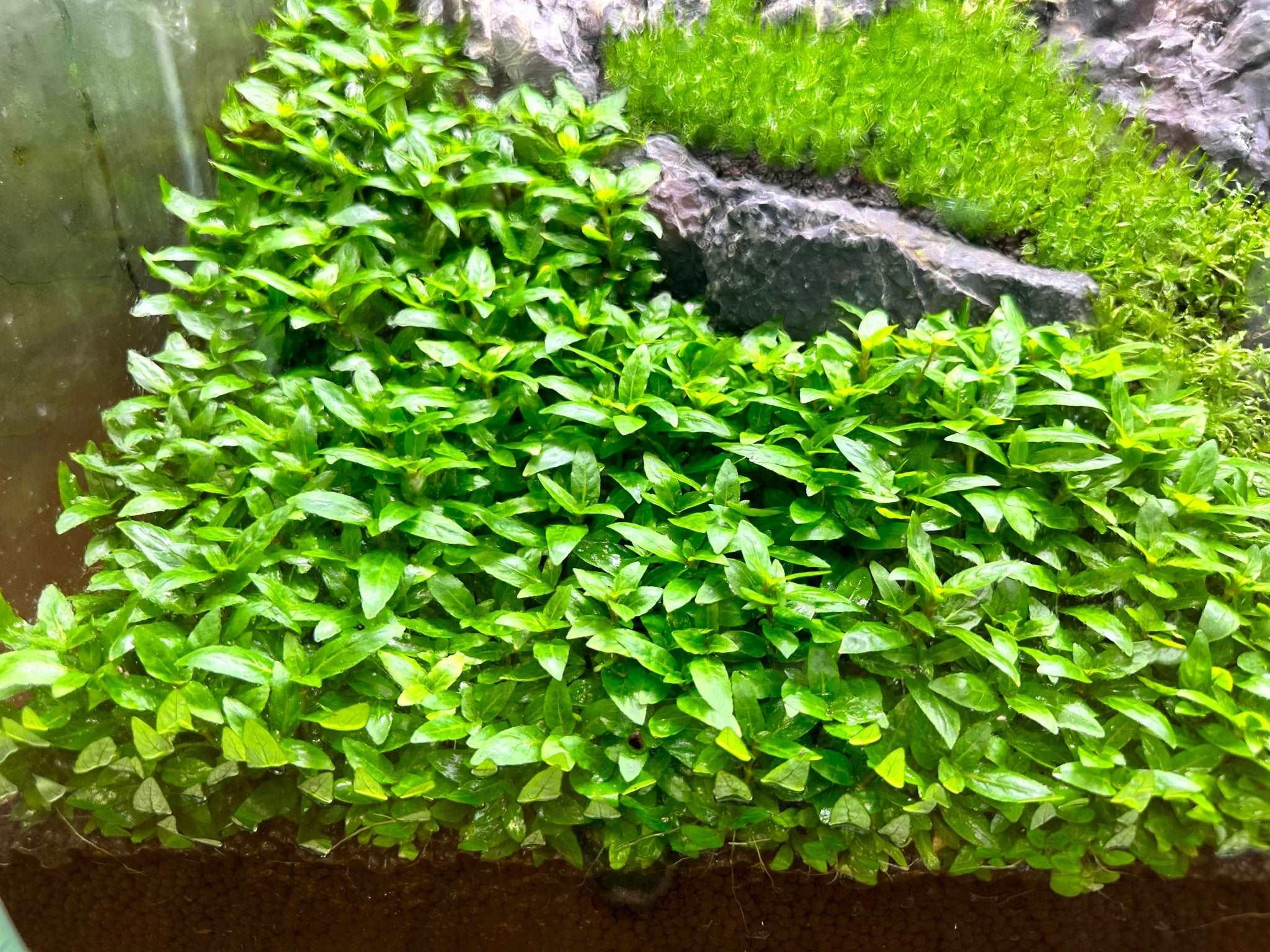 Staurogyne Repens.