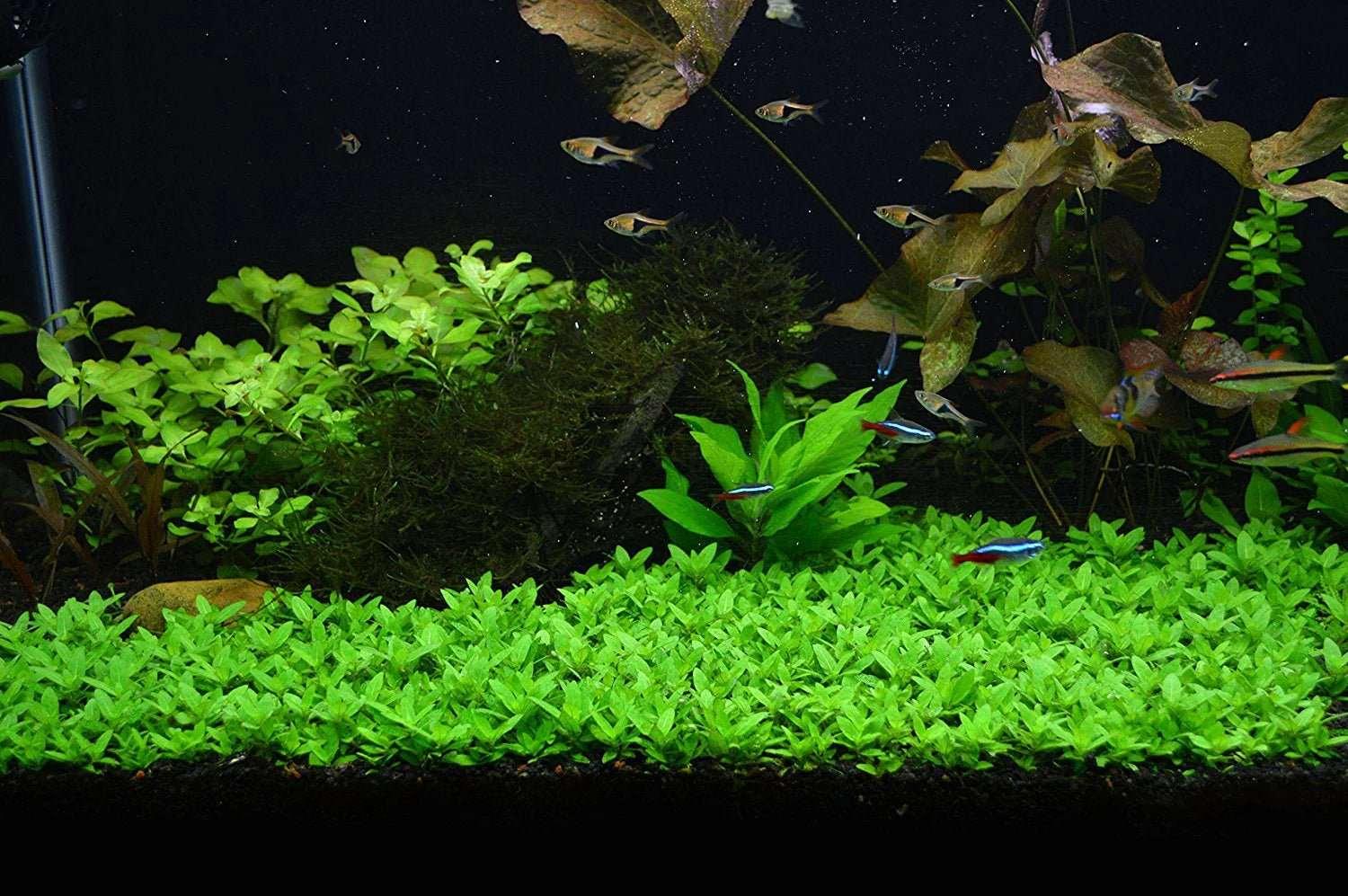 Staurogyne Repens.