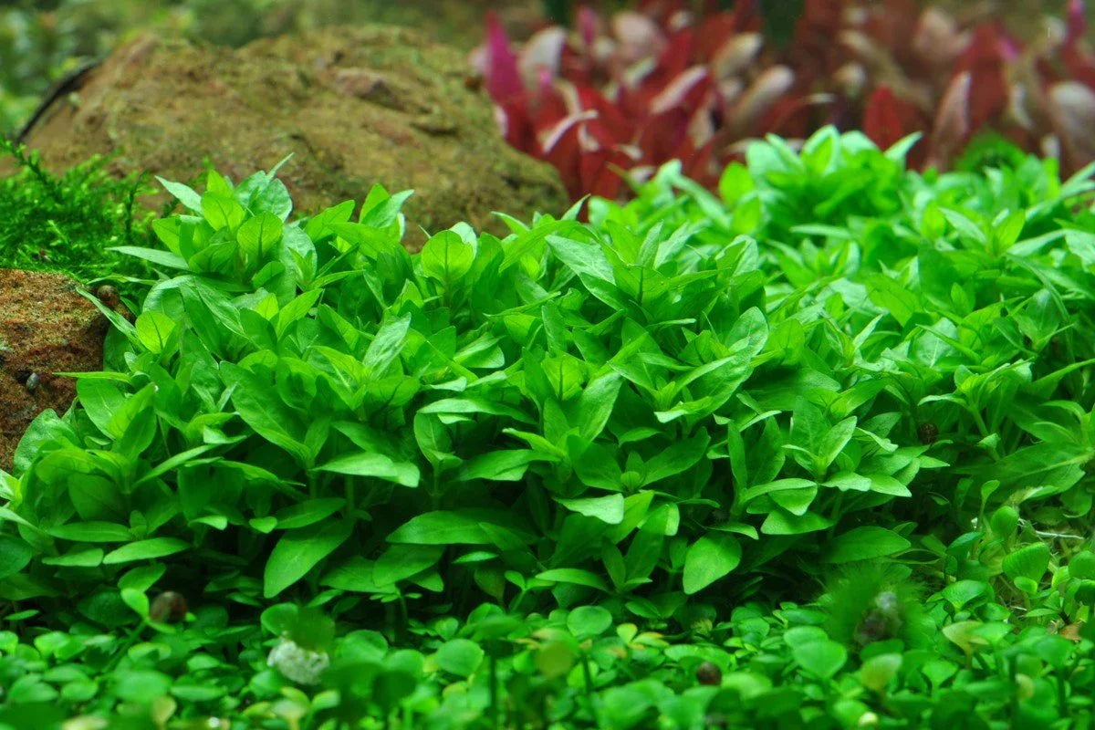 Staurogyne Repens.