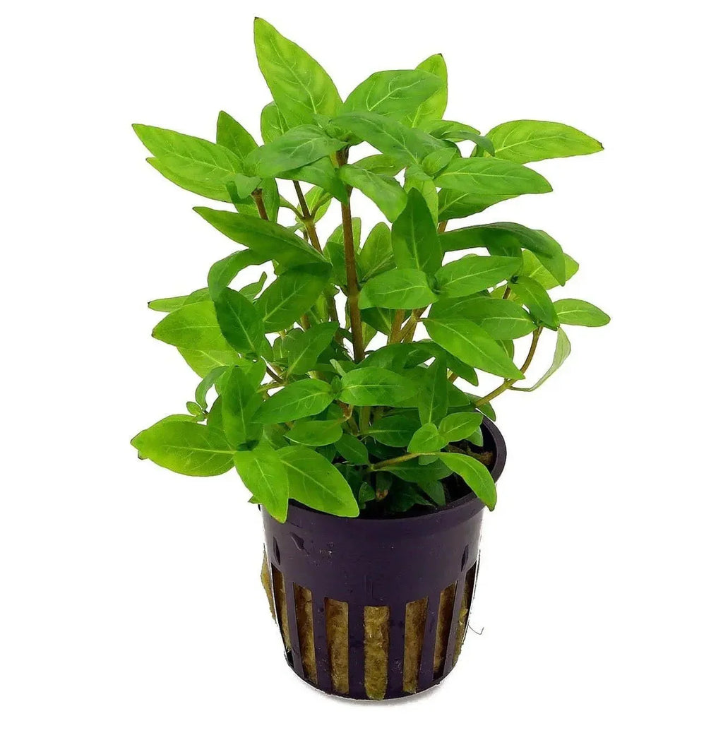 Staurogyne Repens.