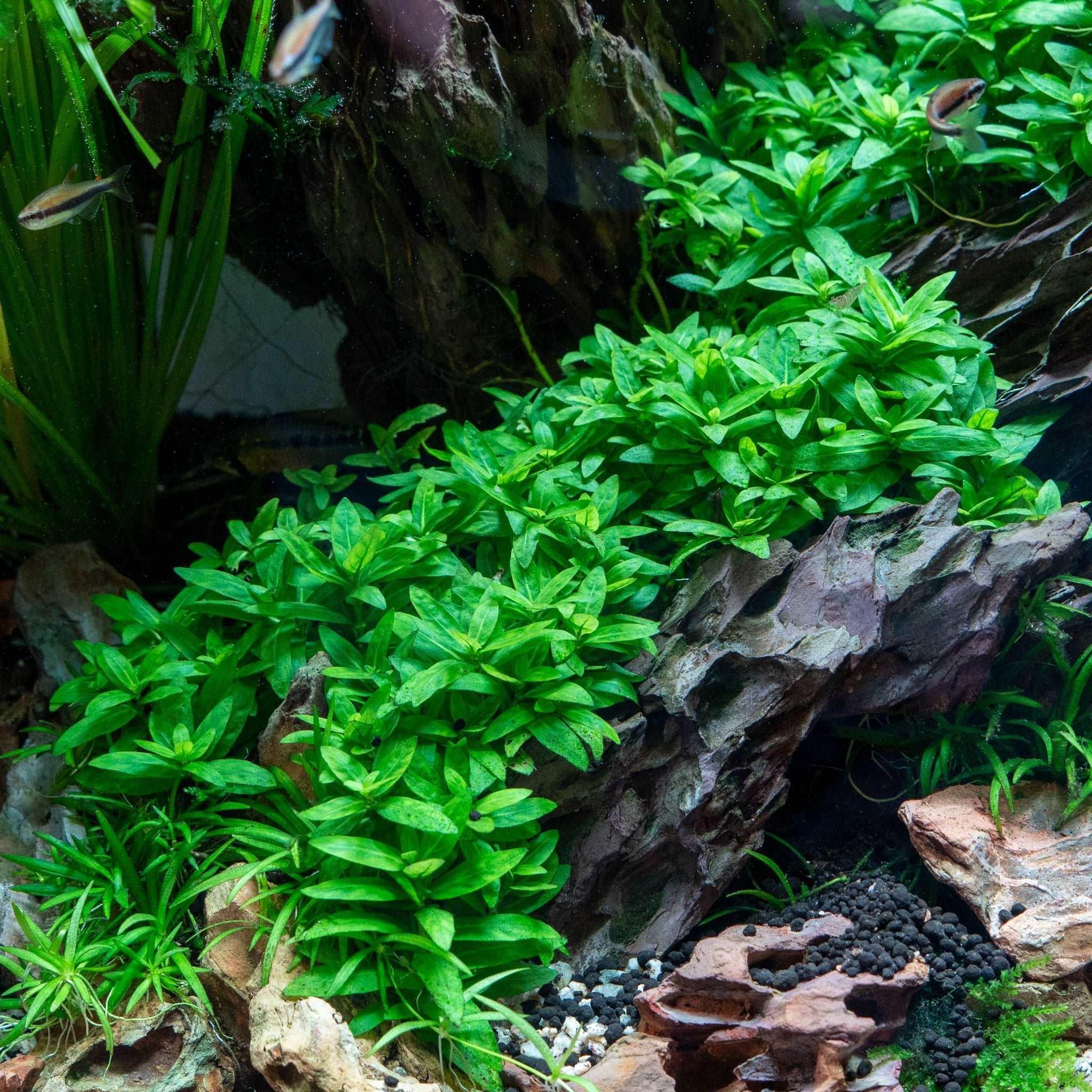 Staurogyne Repens.