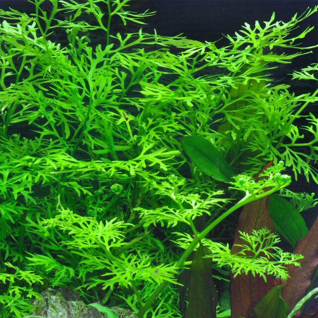 Water Lace Fern (Ceratopteris Thalictroides).