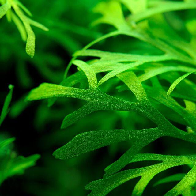 Water Lace Fern (Ceratopteris Thalictroides).