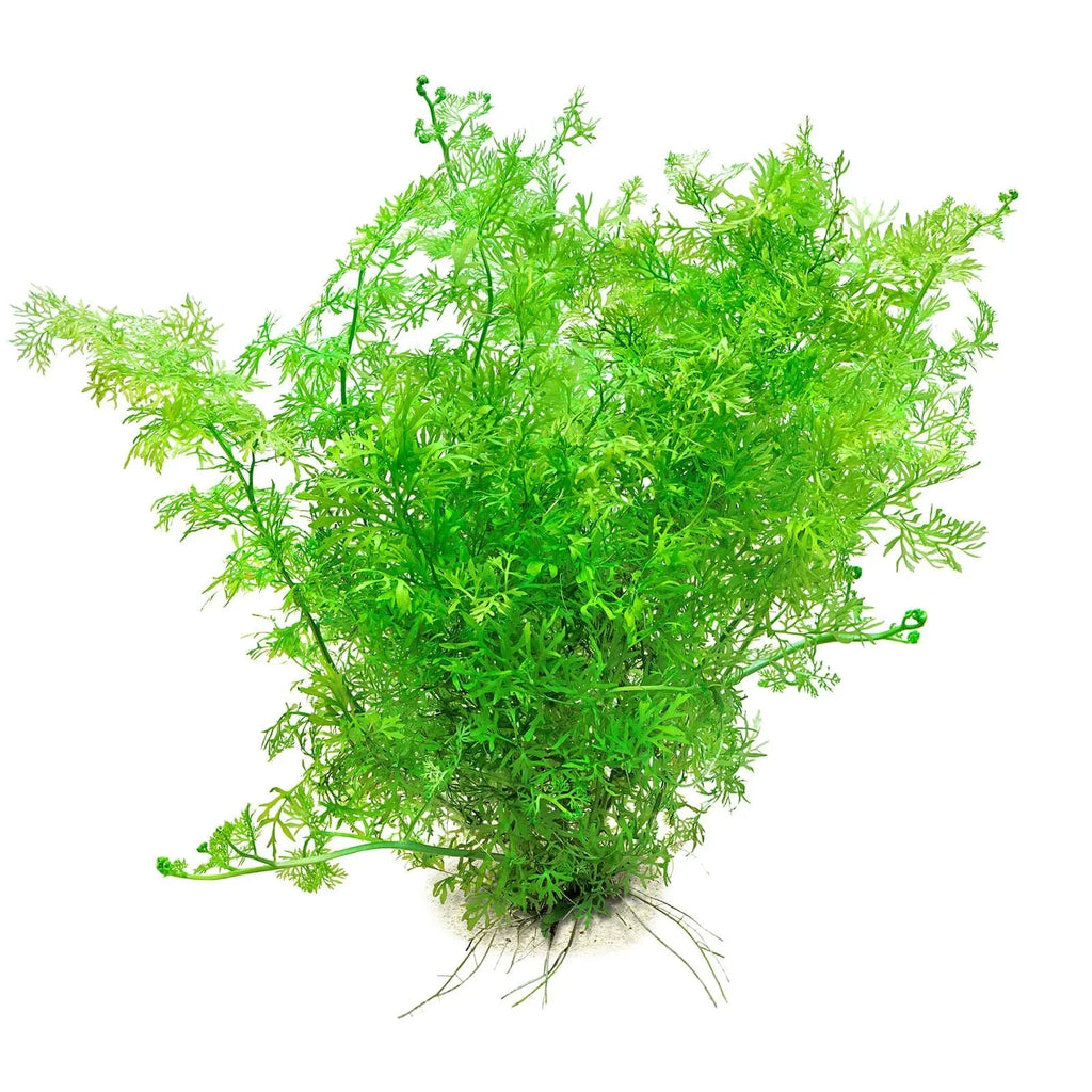 Water Lace Fern (Ceratopteris Thalictroides).