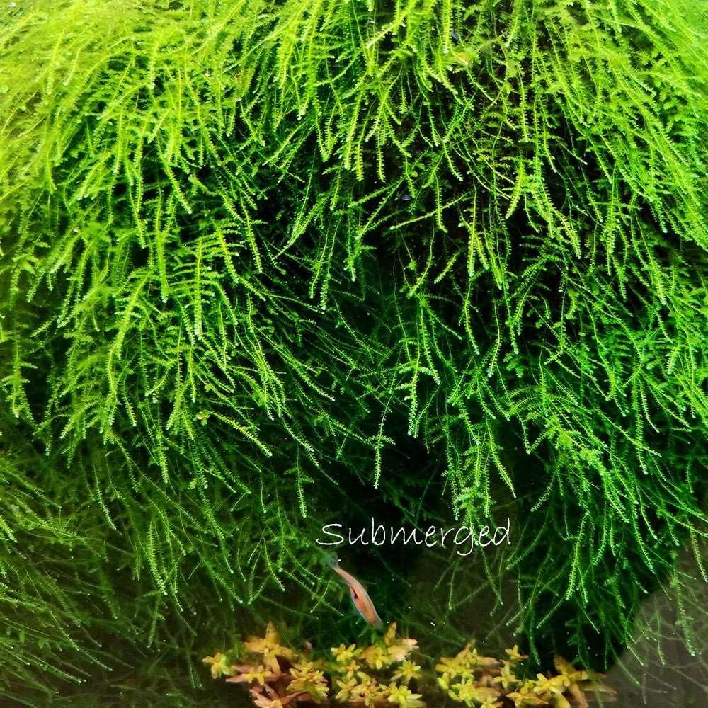 Weeping Moss (Vesicularia ferriei) (Rare).
