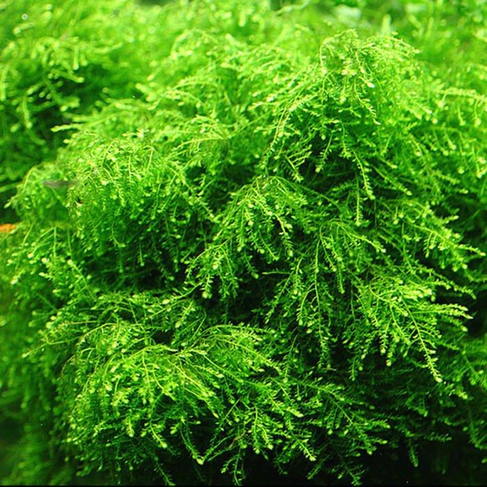 Weeping Moss (Vesicularia ferriei) (Rare).