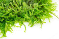 Weeping Moss (Vesicularia ferriei) (Rare).