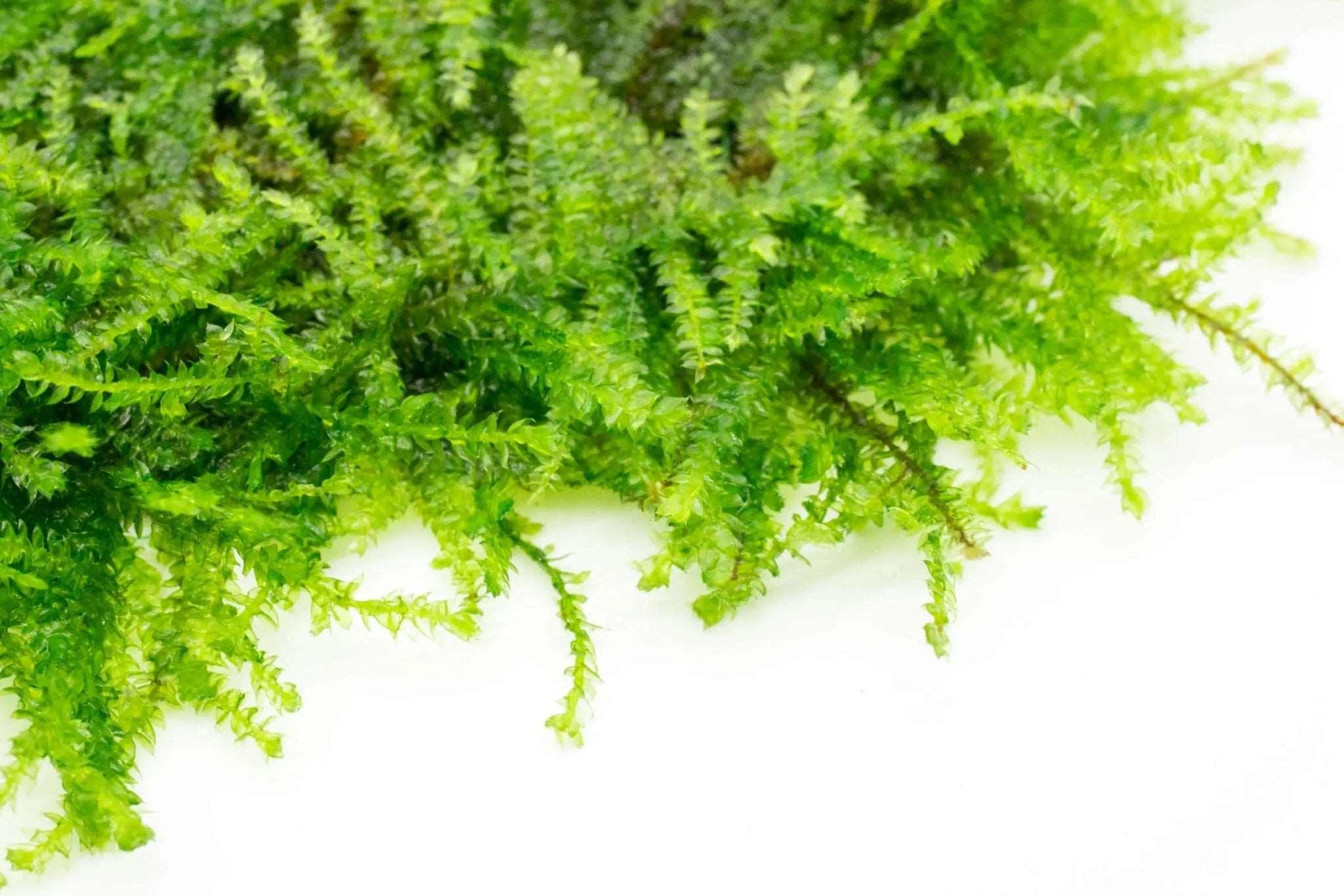 Weeping Moss (Vesicularia ferriei) (Rare).