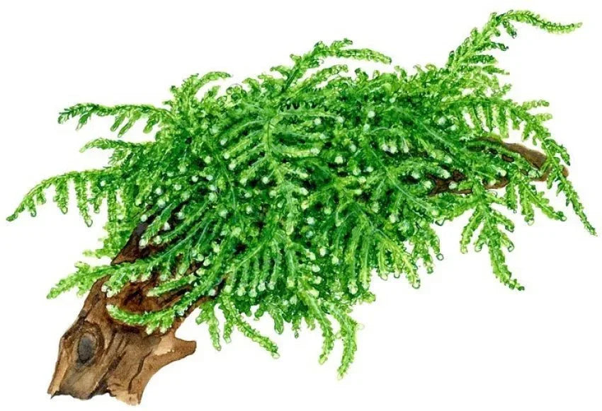 Weeping Moss (Vesicularia ferriei) (Rare).