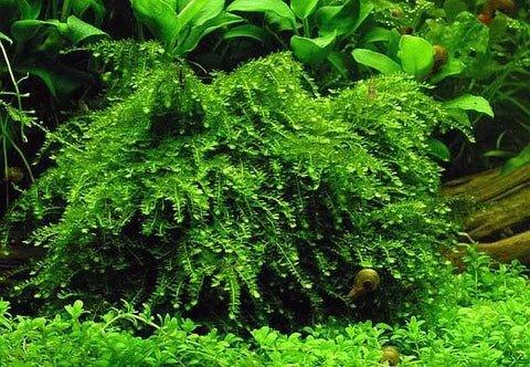 Weeping Moss (Vesicularia ferriei) (Rare).